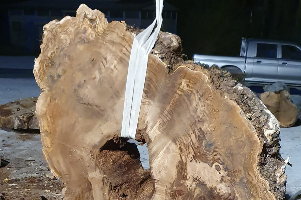 tavolo radica di castagno